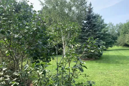 Greenery